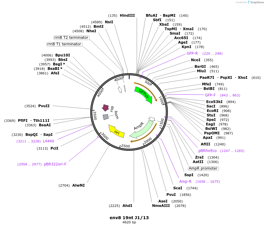 99834-plasmid-map-sequence-id-192123