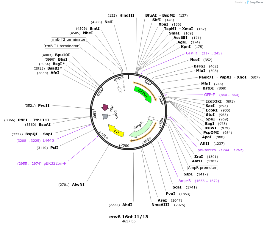99832-plasmid-map-sequence-id-192124