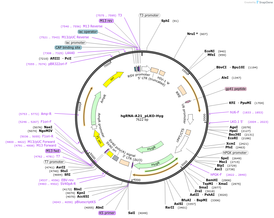 100559-plasmid-map-sequence-id-192131