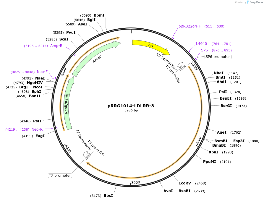 99095-plasmid-map-sequence-id-192132