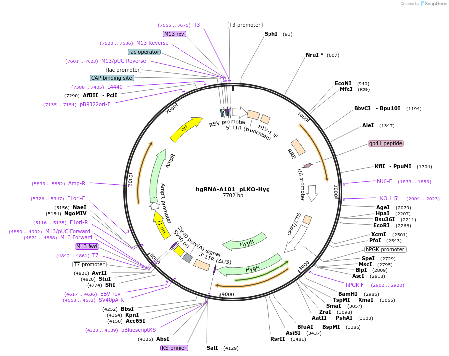 100569-plasmid-map-sequence-id-192146