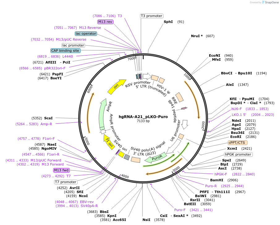 100570-plasmid-map-sequence-id-192148