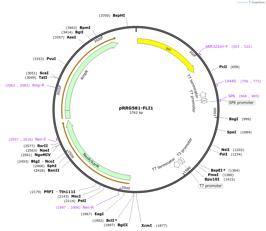 99099-plasmid-map-sequence-id-192149
