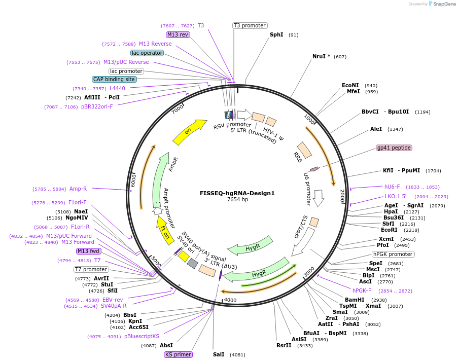 100571-plasmid-map-sequence-id-192150