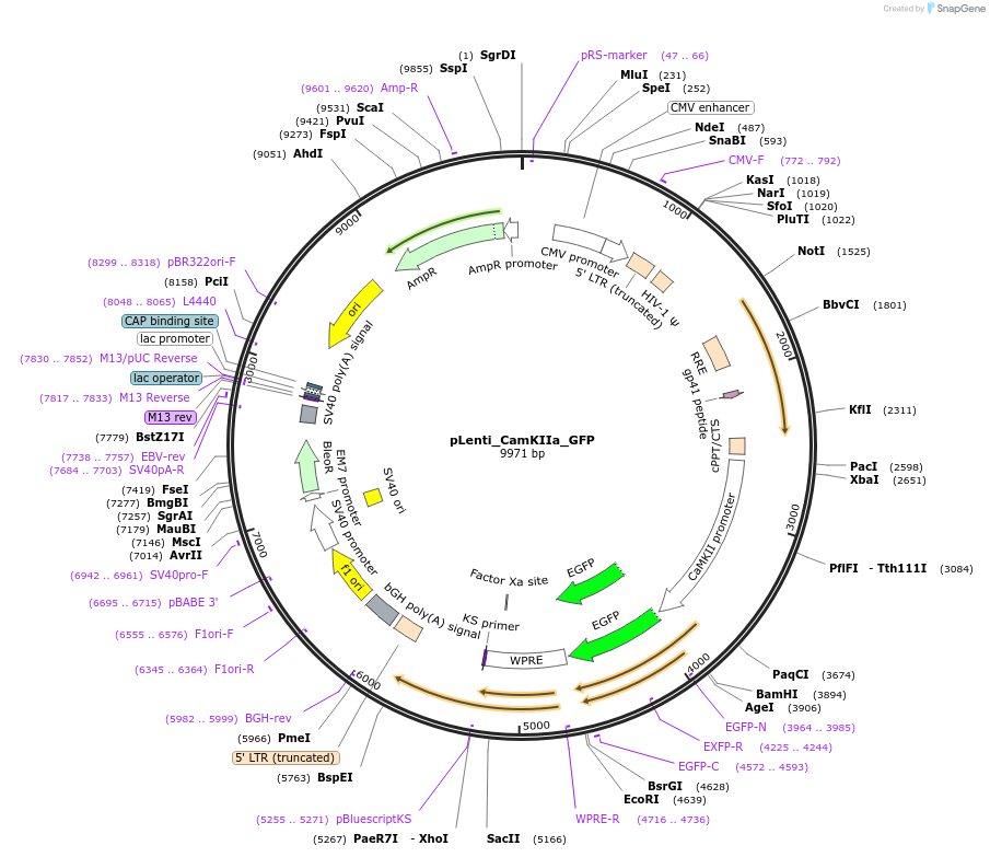 96941-plasmid-map-sequence-id-192152