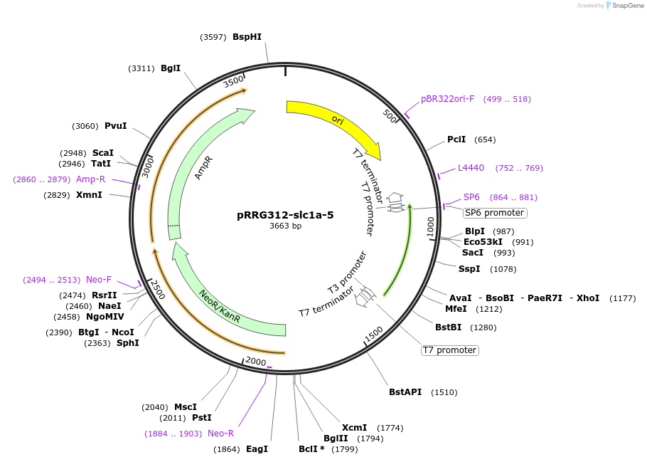99102-plasmid-map-sequence-id-192155
