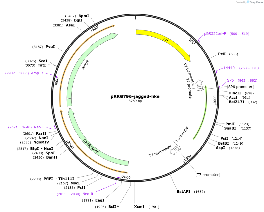 99103-plasmid-map-sequence-id-192159