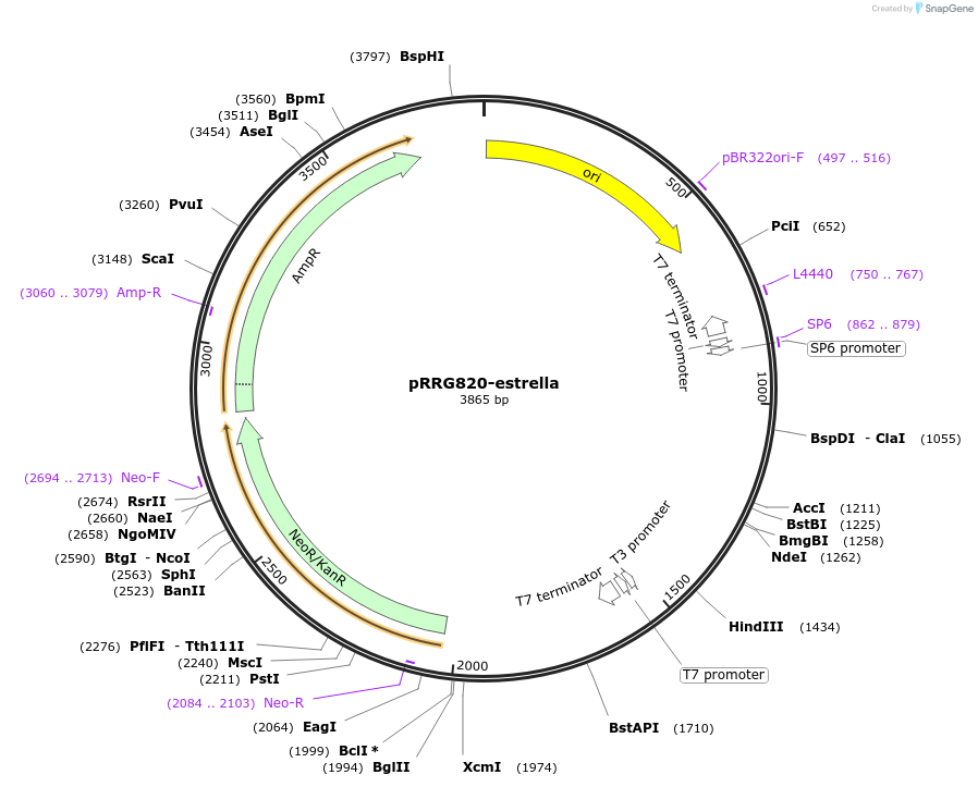 99104-plasmid-map-sequence-id-192162