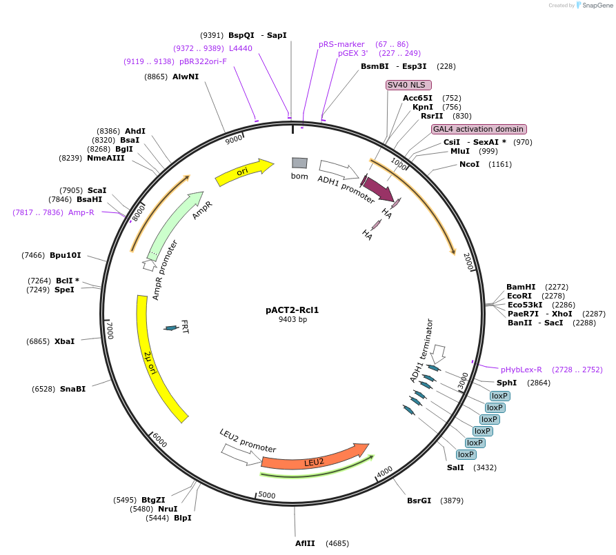 99992-plasmid-map-sequence-id-192188