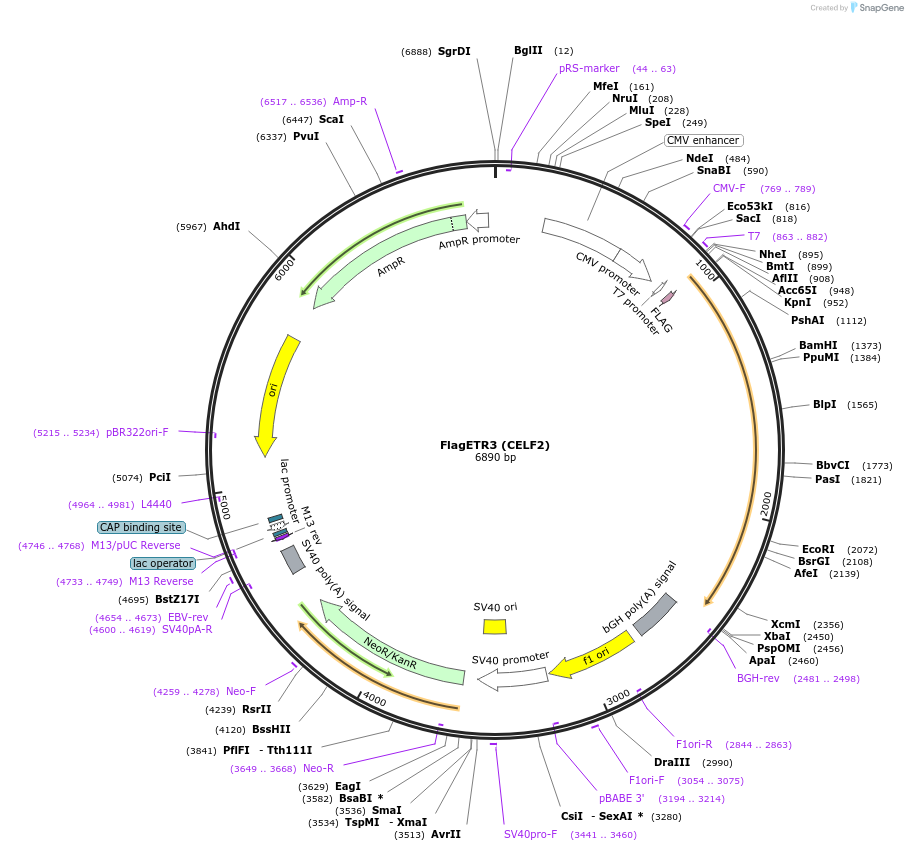 96900-plasmid-map-sequence-id-192189