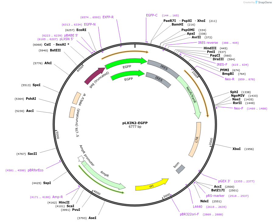 99204-plasmid-map-sequence-id-192204