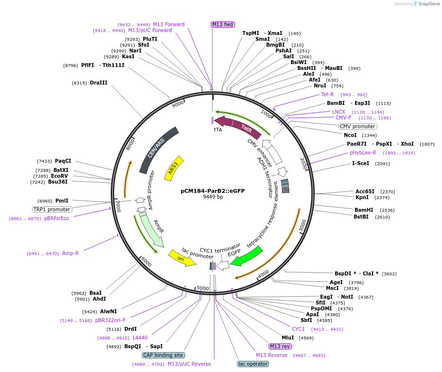 87252-plasmid-map-sequence-id-192207