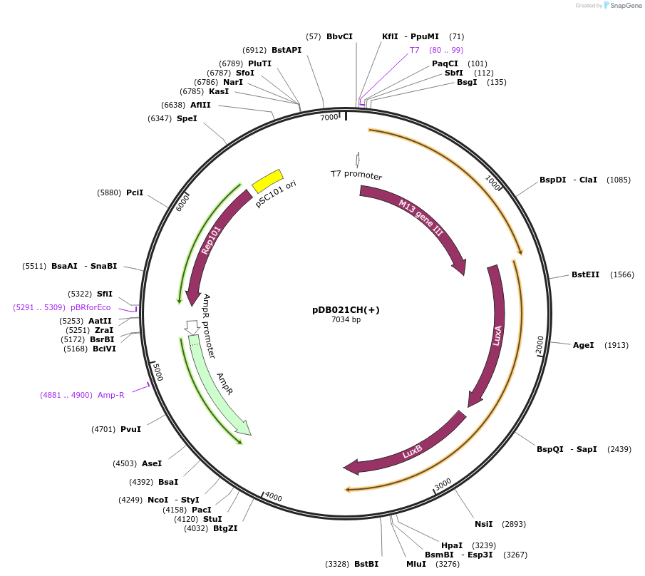 99209-plasmid-map-sequence-id-192214