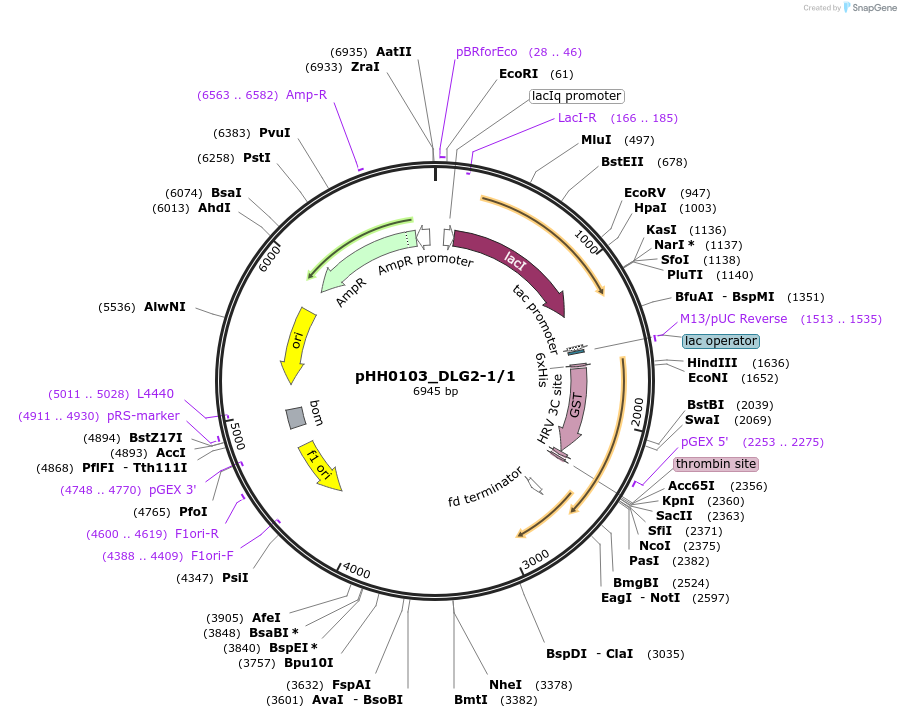 91361-plasmid-map-sequence-id-192225