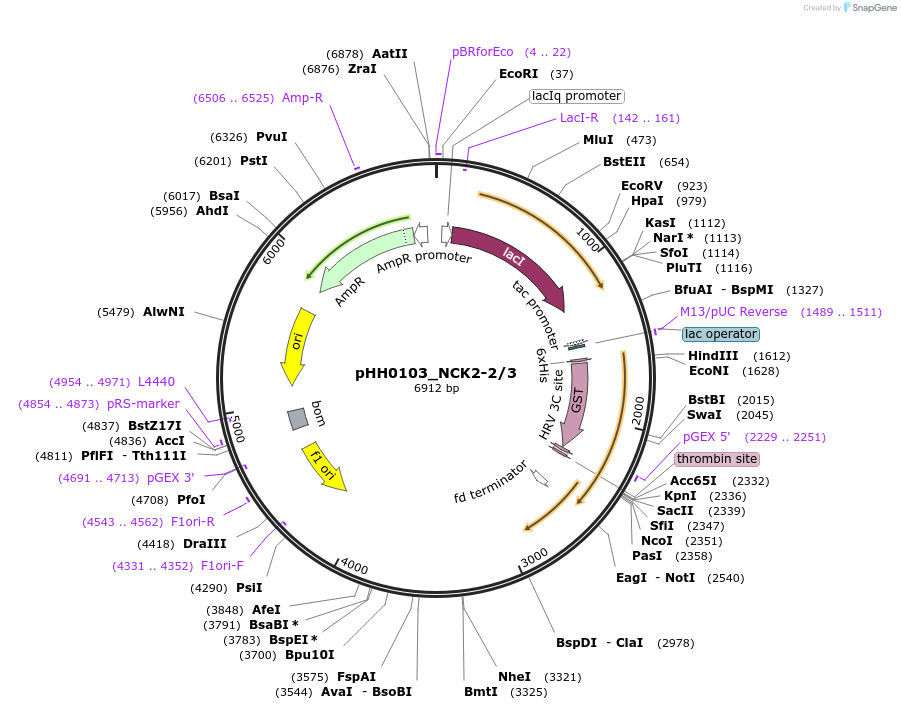 91362-plasmid-map-sequence-id-192226