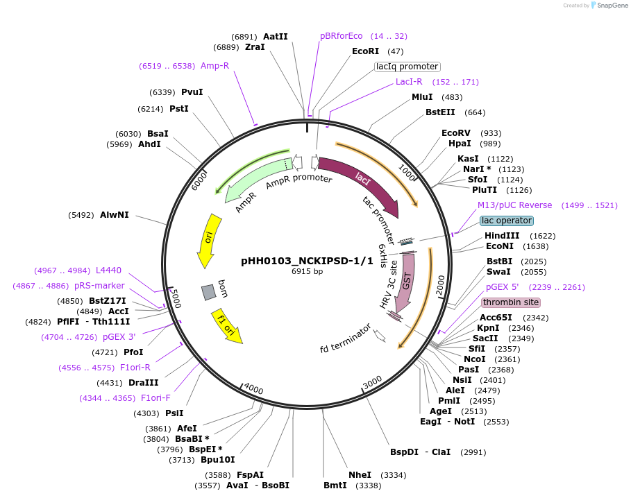 91376-plasmid-map-sequence-id-192242