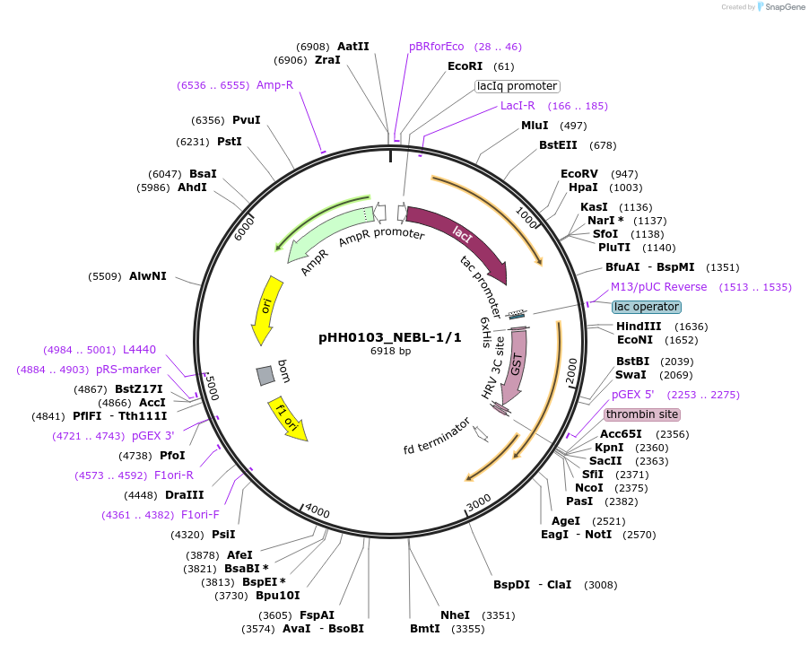 91383-plasmid-map-sequence-id-192249