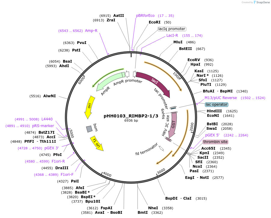 91388-plasmid-map-sequence-id-192254