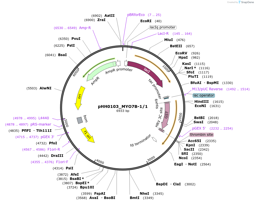 91405-plasmid-map-sequence-id-192267