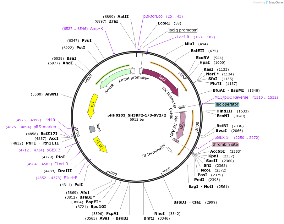 91408-plasmid-map-sequence-id-192270