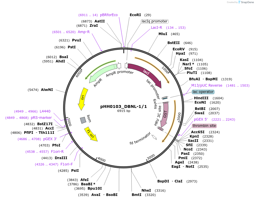 91409-plasmid-map-sequence-id-192271