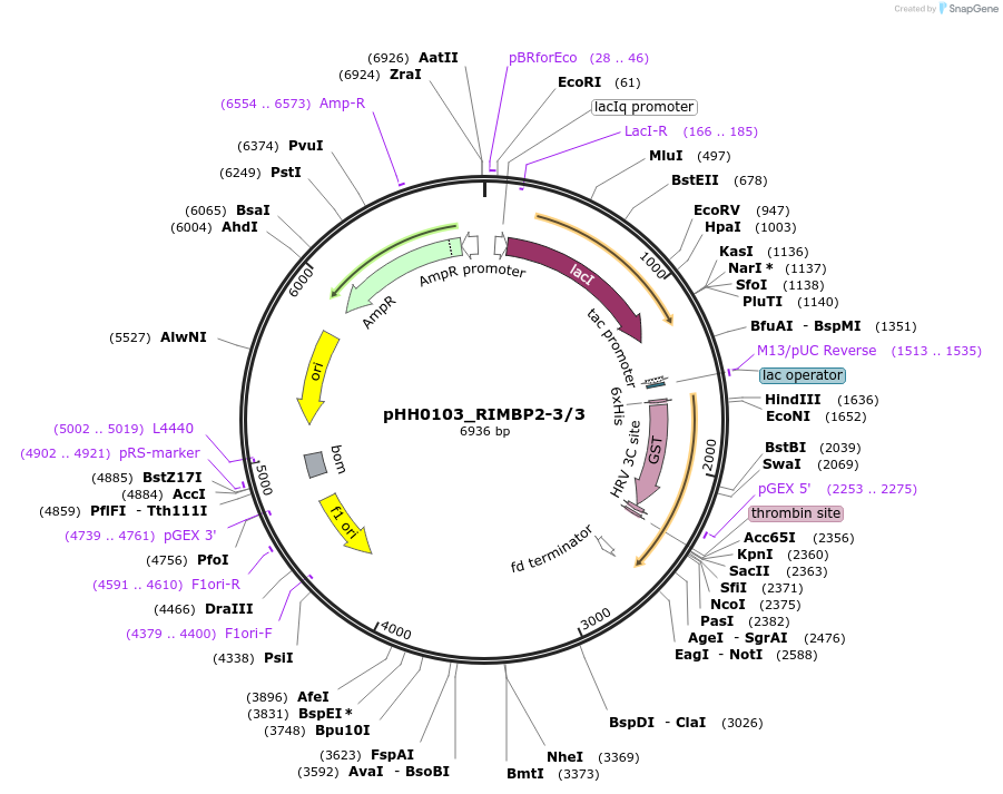 91411-plasmid-map-sequence-id-192273