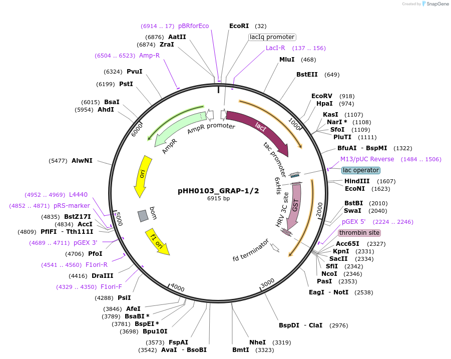 91412-plasmid-map-sequence-id-192274