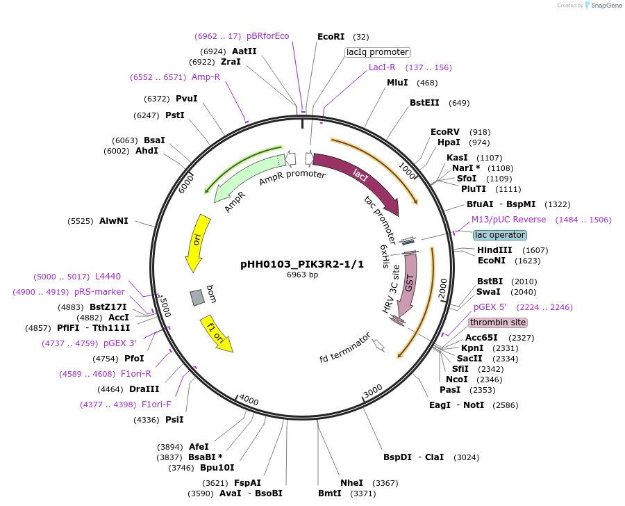 91415-plasmid-map-sequence-id-192277
