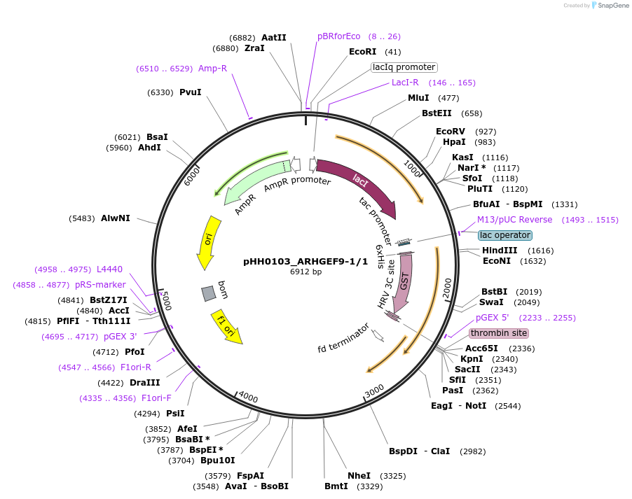 91417-plasmid-map-sequence-id-192279