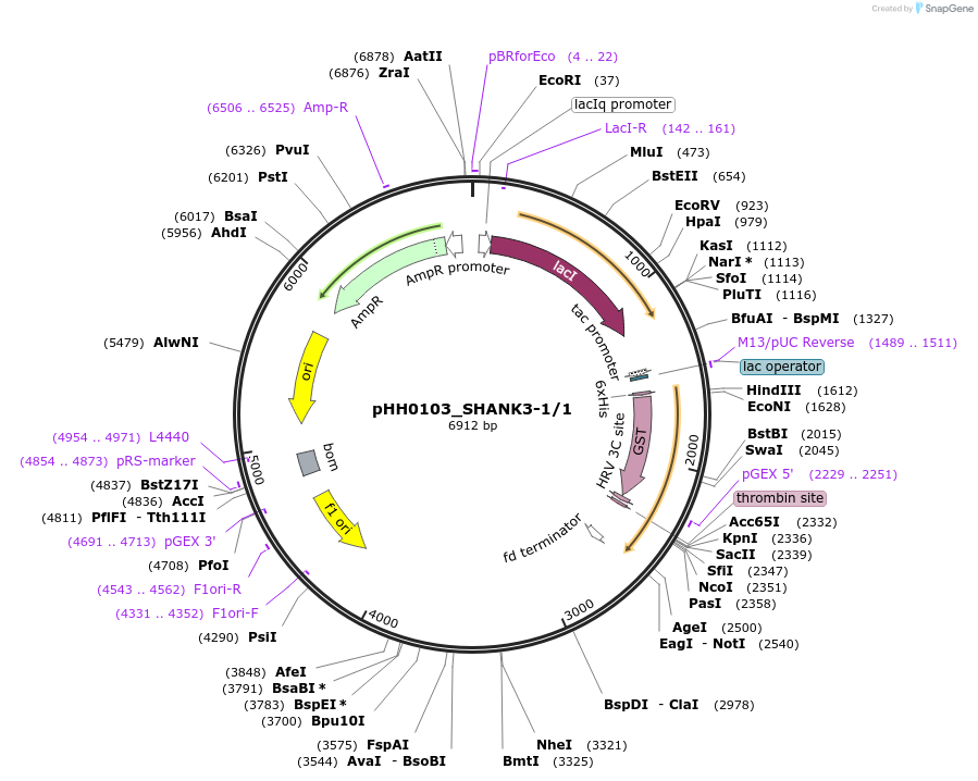 91421-plasmid-map-sequence-id-192283