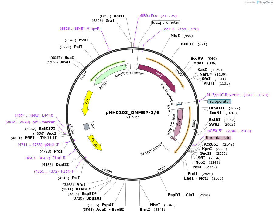 91422-plasmid-map-sequence-id-192284