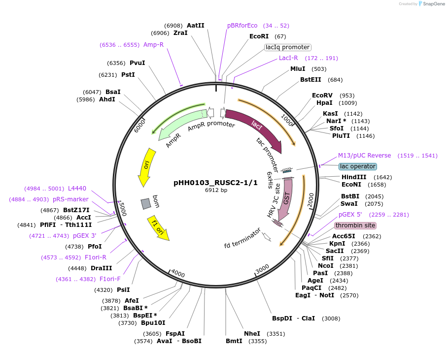 91424-plasmid-map-sequence-id-192286