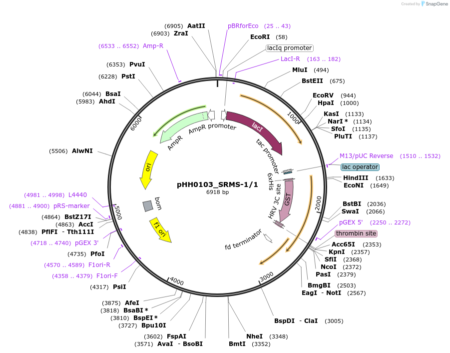 91430-plasmid-map-sequence-id-192292