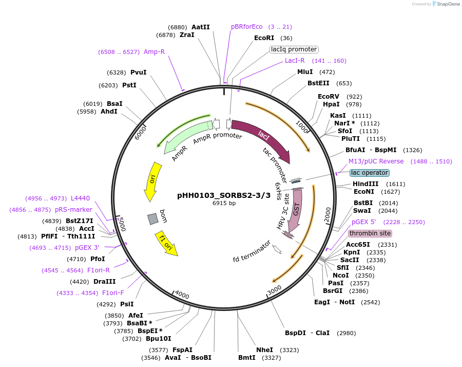 91438-plasmid-map-sequence-id-192300