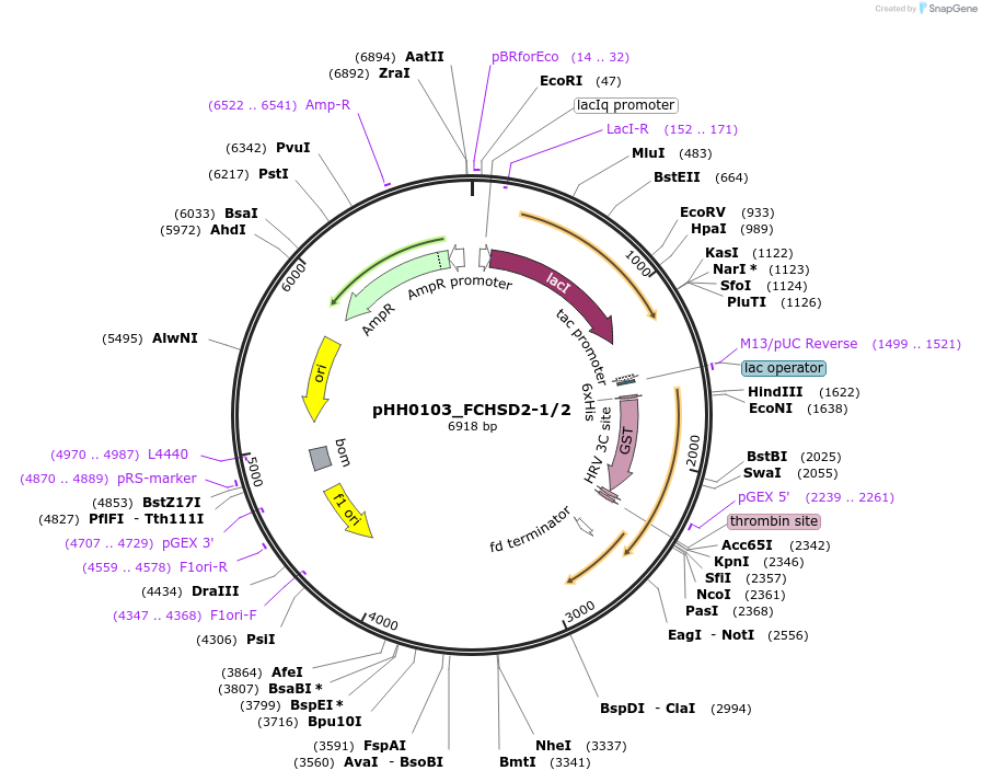 91444-plasmid-map-sequence-id-192306
