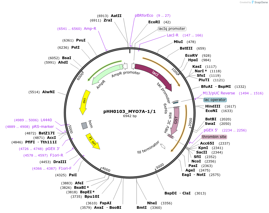 91446-plasmid-map-sequence-id-192308