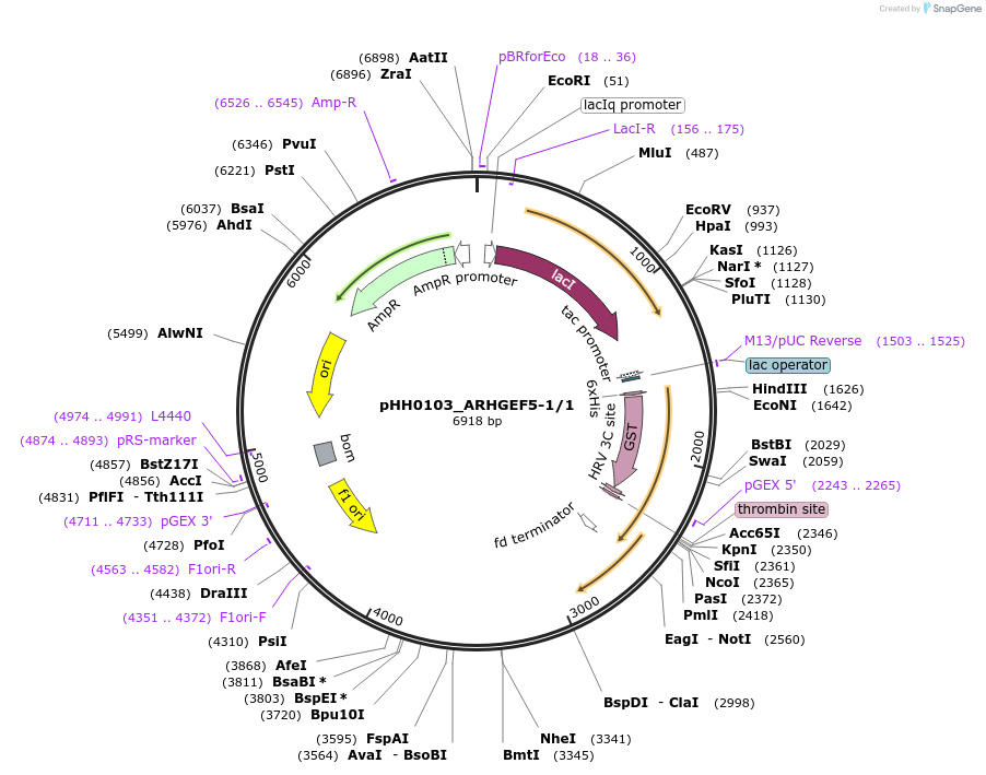 91452-plasmid-map-sequence-id-192332