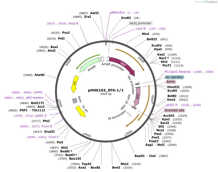 91456-plasmid-map-sequence-id-192337