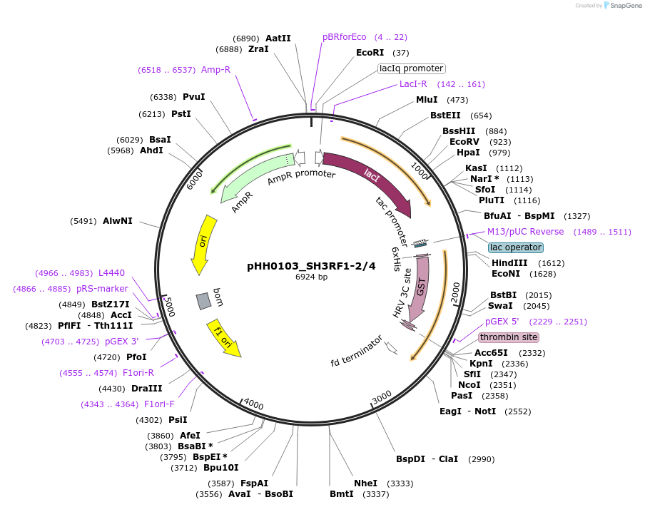 91457-plasmid-map-sequence-id-192338