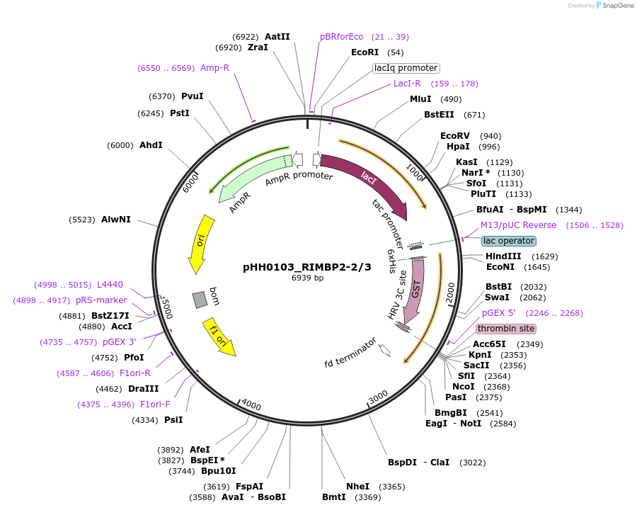 91468-plasmid-map-sequence-id-192352