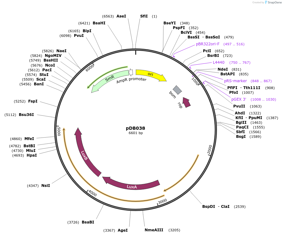 99210-plasmid-map-sequence-id-192356
