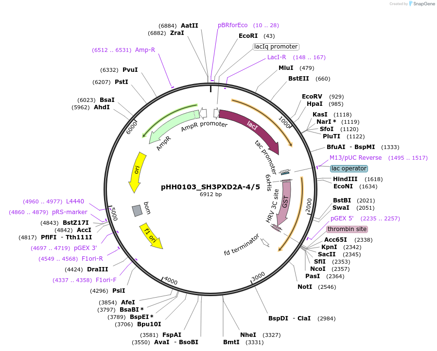 91471-plasmid-map-sequence-id-192357