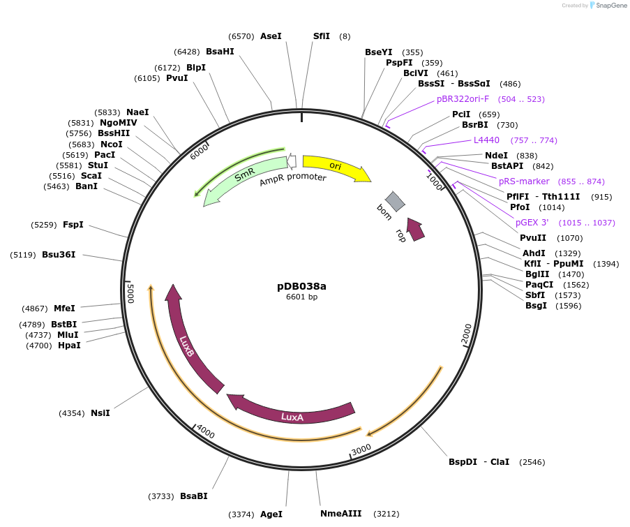 99211-plasmid-map-sequence-id-192359