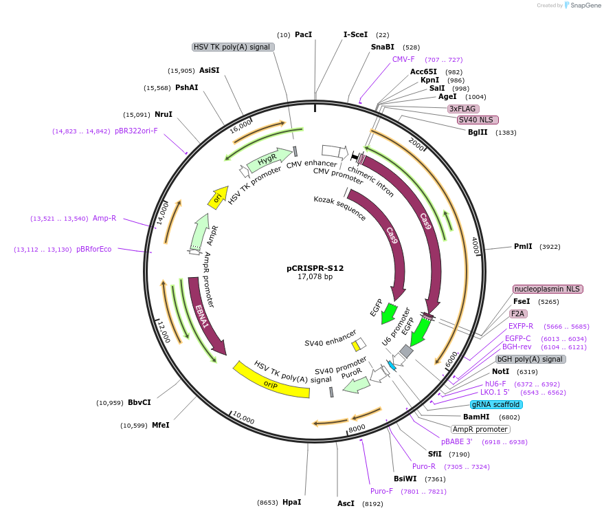 84031-plasmid-map-sequence-id-192362