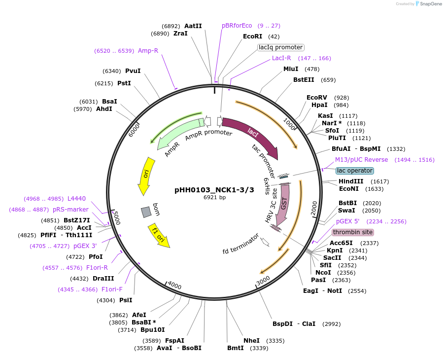 91476-plasmid-map-sequence-id-192364