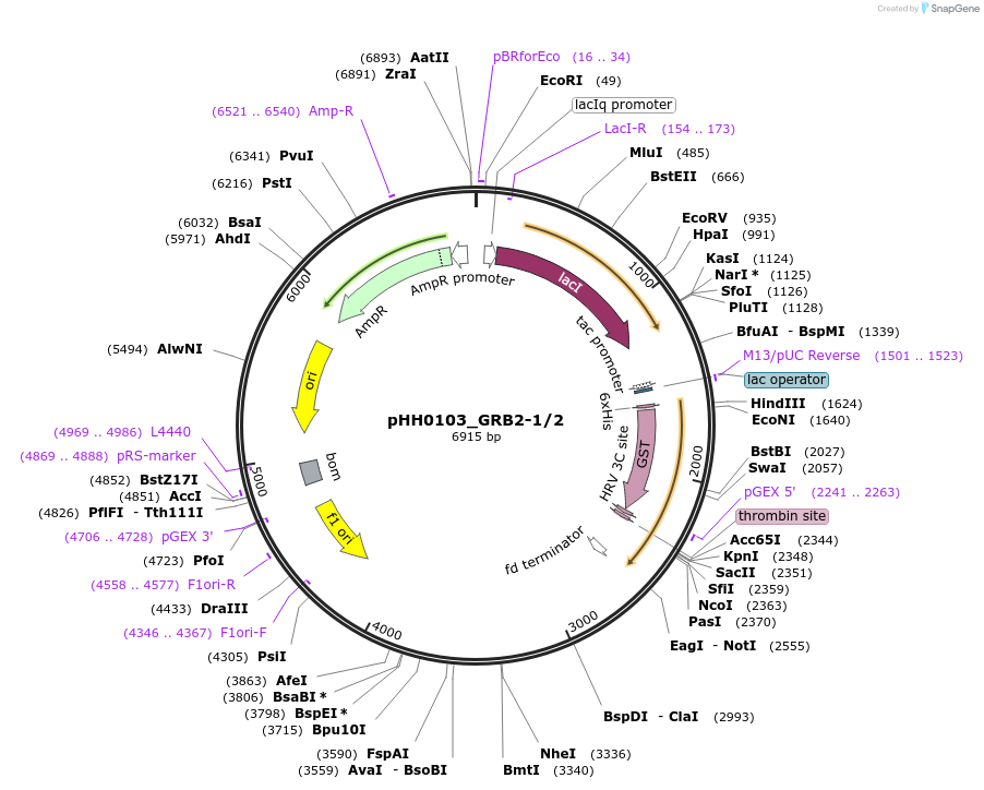 91480-plasmid-map-sequence-id-192372