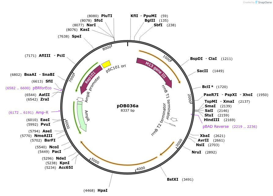 99215-plasmid-map-sequence-id-192376