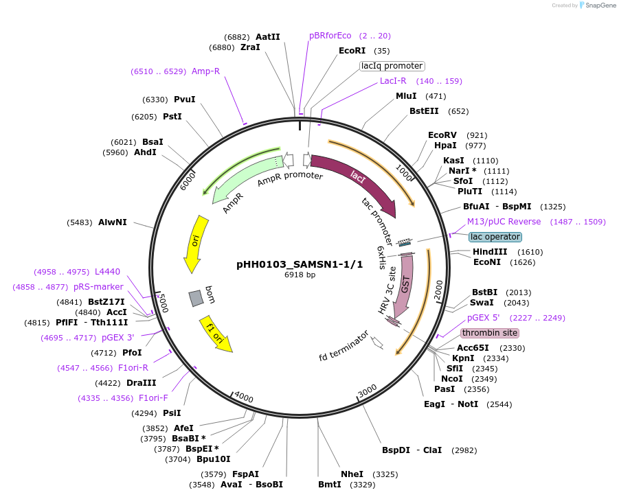 91486-plasmid-map-sequence-id-192379