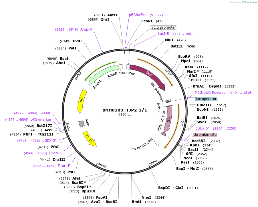 91493-plasmid-map-sequence-id-192385