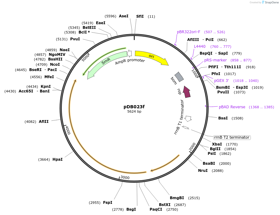99217-plasmid-map-sequence-id-192398